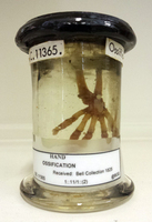 GC.11365-2
<br/>
<br/>
<em></em>